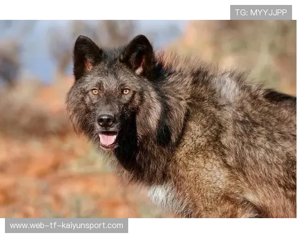 森林狼高效恐怖